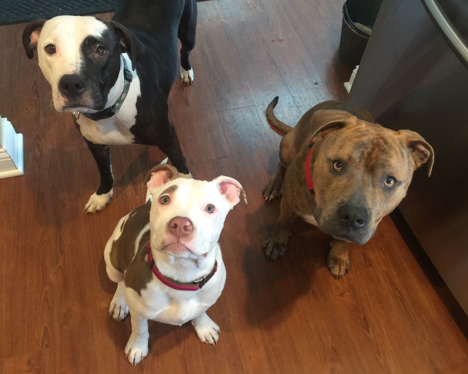 Pups